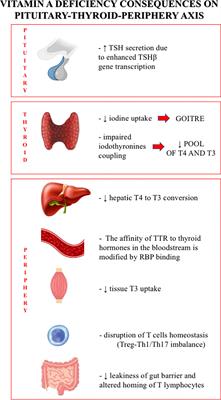 The relationship between thyroid disorders and vitamin A.: A narrative minireview